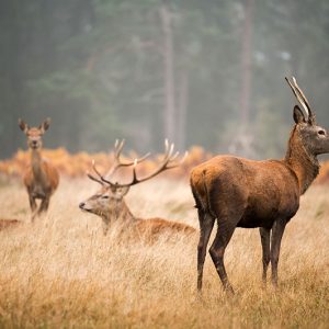 Vzor nájemní smlouvy pro společenstevní honitby